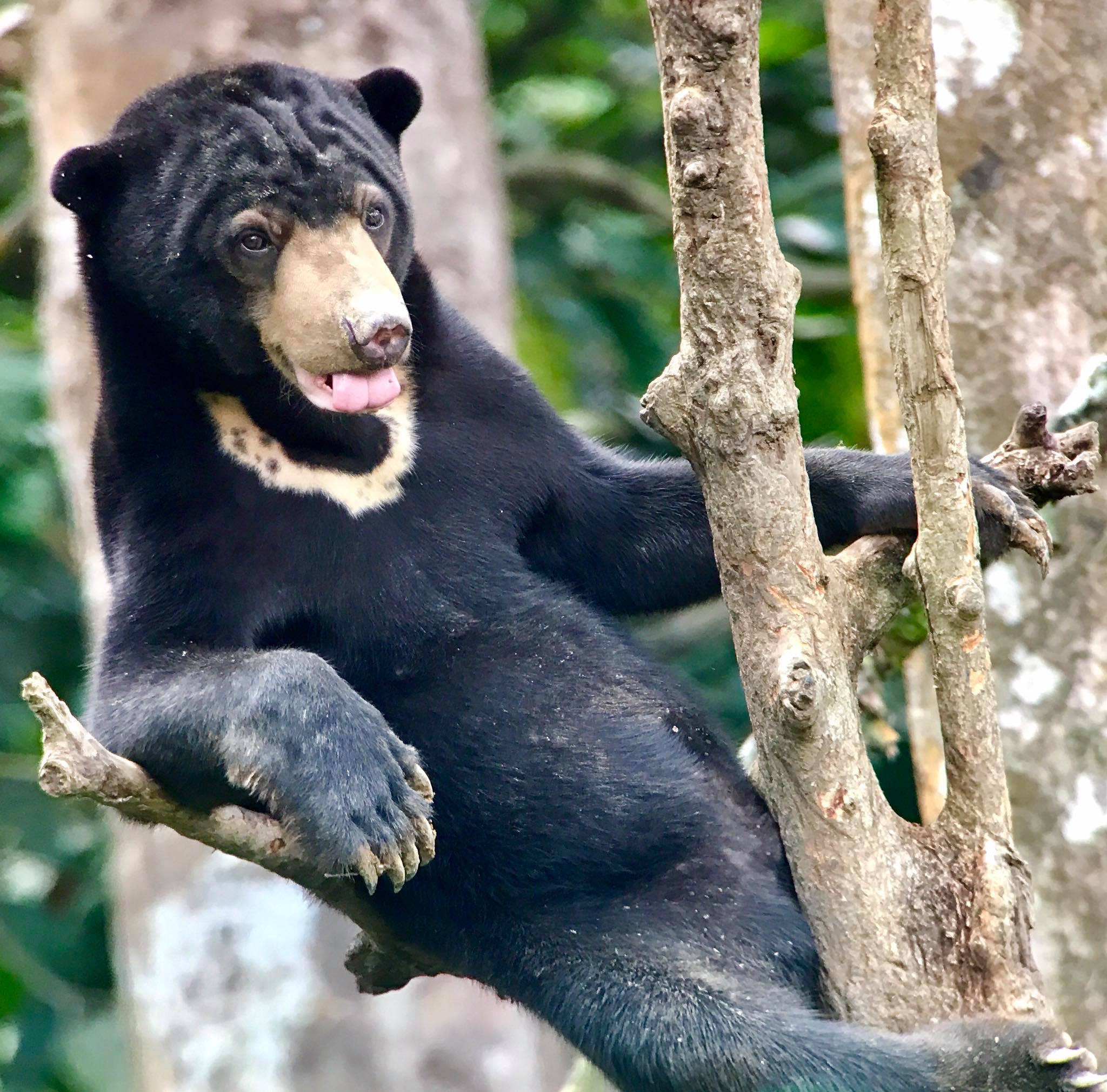 Bornean Sun Bear Conservation Centre, Sepilok, Borneo, Malaysia ...